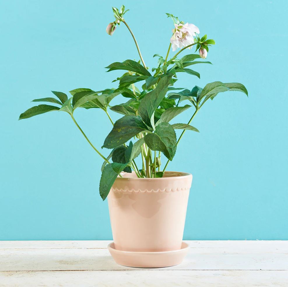 PLANT POT-HELENA GLAZED QUARTZ ROSE POT & SAUCER-DIAM.18 CM