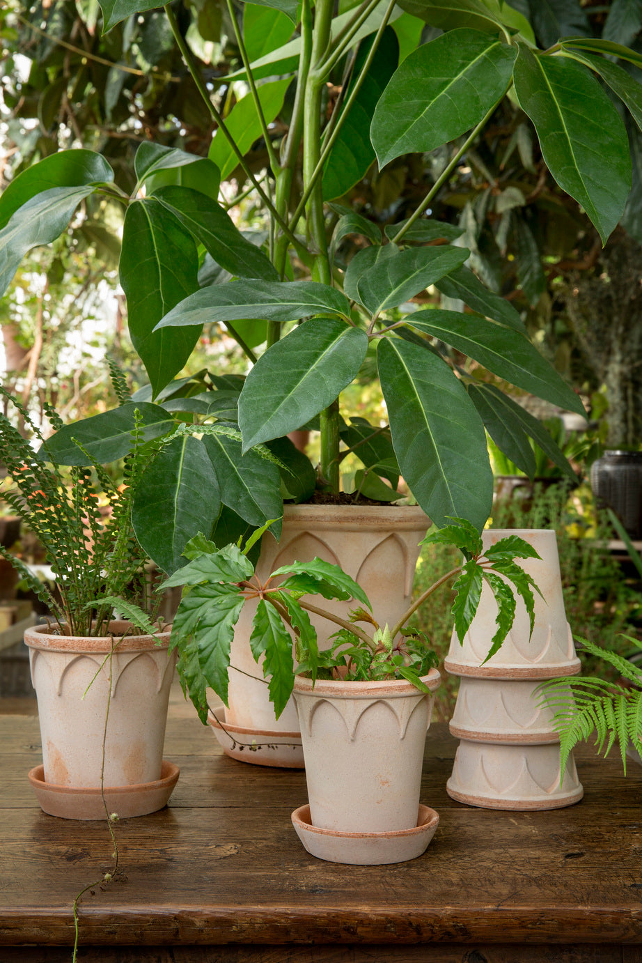 PLANT POT-ELIZABETH RAW ROSA POT & SAUCER-DIAM.25 CM