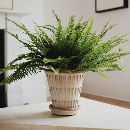 PLANT POT - PANTHEON ROSA POT & SAUCER-DIAM.25 CM