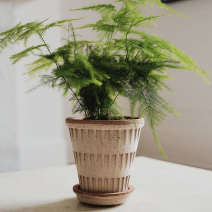 PLANT POT - PANTHEON ROSA POT & SAUCER-DIAM.25 CM