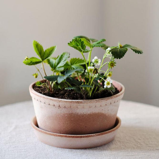 PLANT POT-HELENA ROSA POT & SAUCER-DIAM.21 CM-LOW