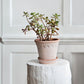 PLANT POT-COPENHAGEN RAW ROSA POT & SAUCER- DIAM.18