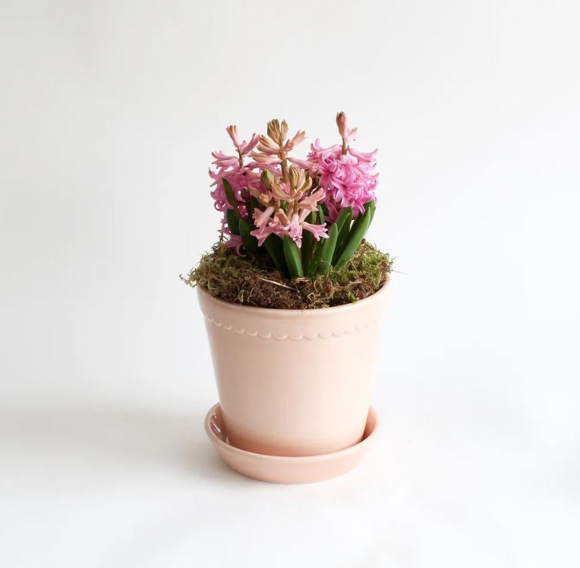 PLANT POT-HELENA GLAZED QUARTZ ROSE POT & SAUCER-DIAM.18 CM