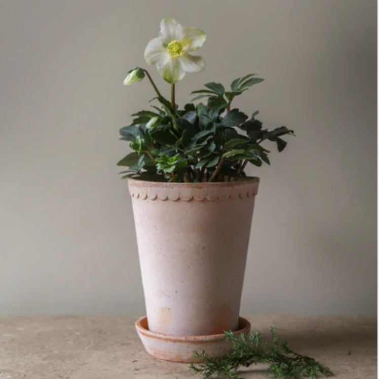 PLANT POT-HELENA RAW ROSA POT & SAUCER-DIAM.14CM-TALL