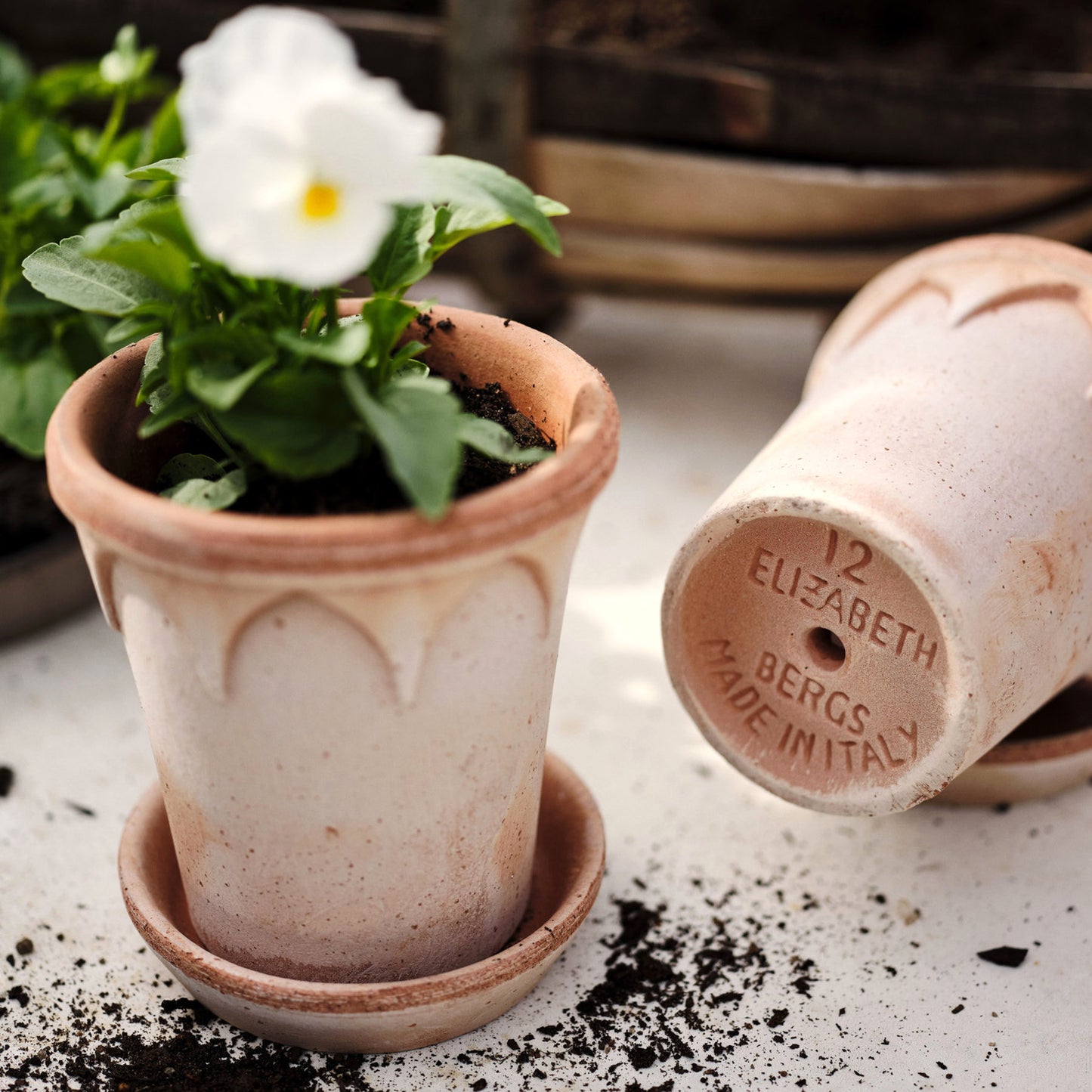 PLANT POT-ELIZABETH RAW ROSA POT & SAUCER-DIAM.25 CM