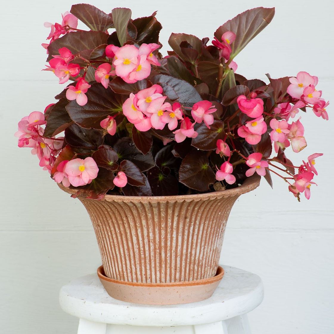 PLANT POT-DAISY ROSE POT & SAUCER-DIAM.25 CM
