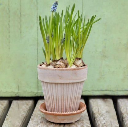 PLANT POT-SIMONA ROSE POT & SAUCER-DIAM.16 CM