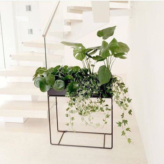 Plant Box - Black, HOME DECOR, FERM, - Fabrica