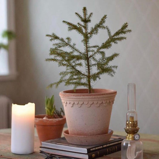 PLANT POT-COPENHAGEN RAW ROSA POT & SAUCER-DIAM.21 CM