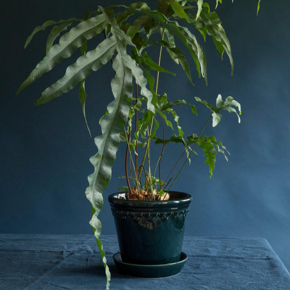 PLANT POT-COPENHAGEN GLAZED POT & SAUCER-PETROLEUM-DIAM.25 CM