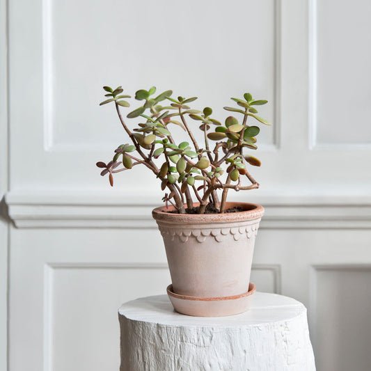 PLANT POT-COPENHAGEN RAW ROSA POT & SAUCER-DIAM.21 CM